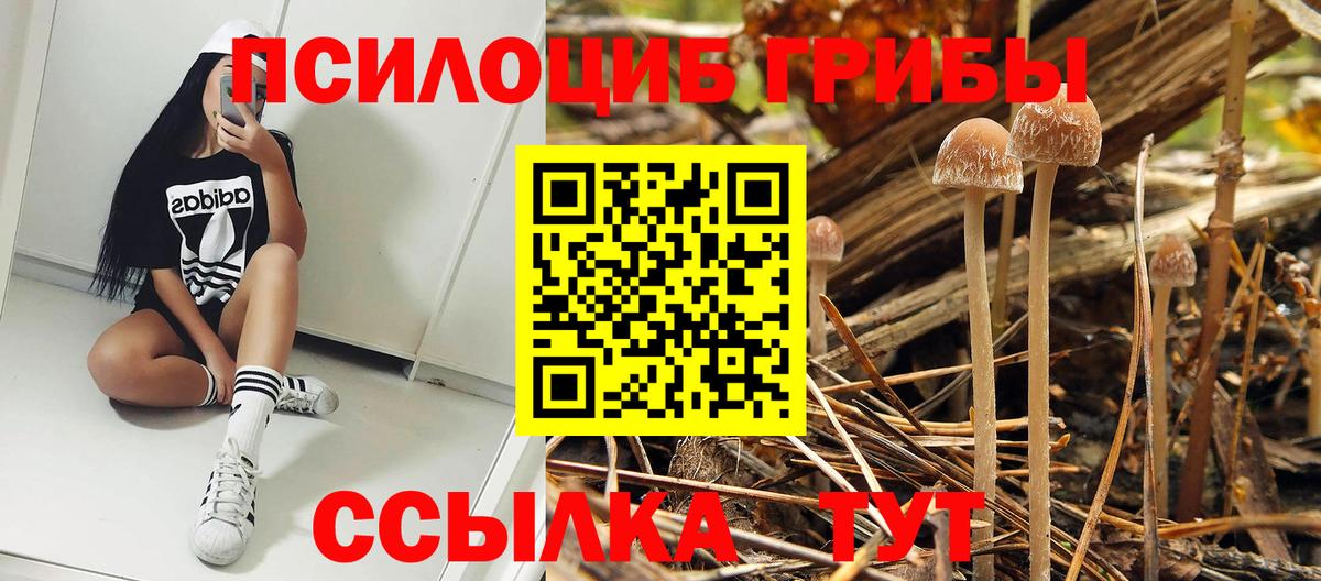 Галлюциногенные грибы Psilocybe  Вход с VPN  Кудрово  Псилоцибиновые грибы Magic Shrooms 